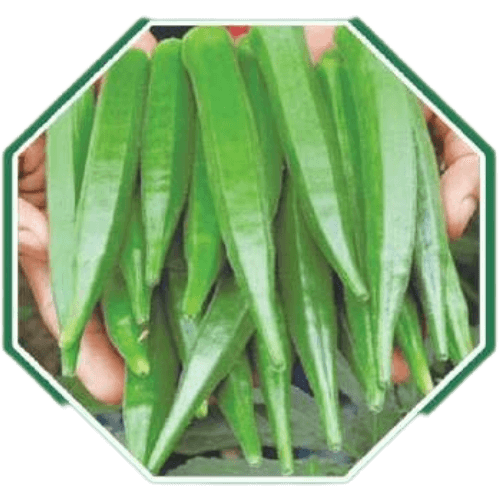 High-quality organic okra seeds for home gardening