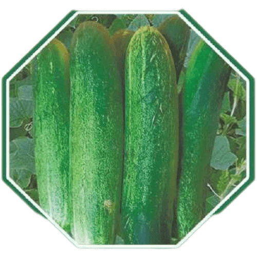  Premium organic cucumber seeds for home gardening