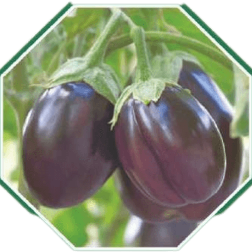 High-quality organic brinjal seeds for home gardens