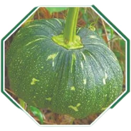 Premium organic pumpkin seeds for healthy farming