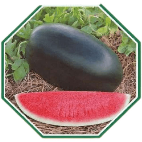 Premium organic watermelon seeds for home gardens