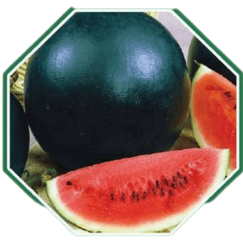 Premium organic watermelon seeds for home gardens