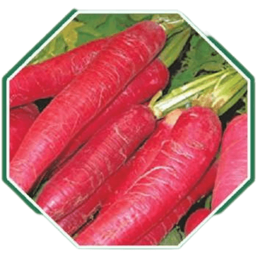 High-quality organic carrot seeds for home gardens and farming