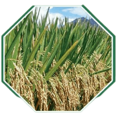 High-quality organic paddy seeds for sustainable farming