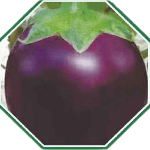 High-quality organic brinjal seeds for home gardens