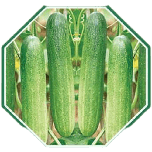  Premium organic cucumber seeds for home gardening