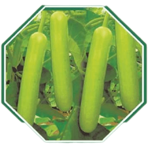 Premium organic bottle gourd seeds for home gardens