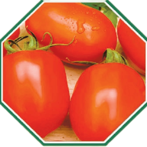 Premium organic tomato seeds for healthy gardening