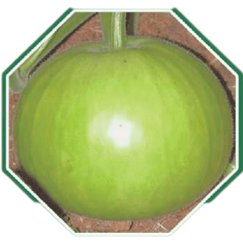 Premium organic bottle gourd seeds for home gardens