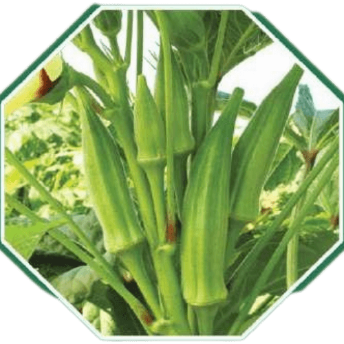 High-quality organic okra seeds for home gardening