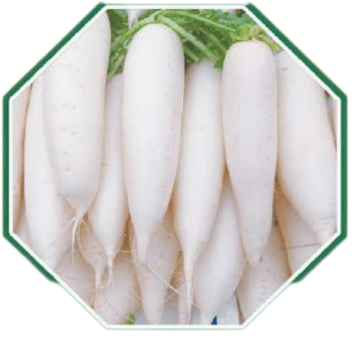 High-quality organic white radish seeds for home garden