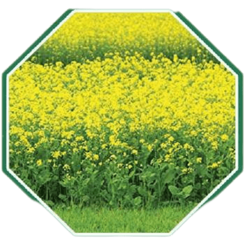 Premium organic mustard seeds for healthy terrace gardening and  farming