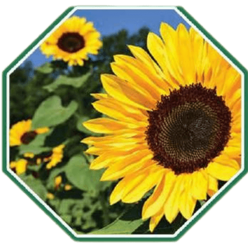 Organic sunflower seeds for home gardens, non-GMO varieties