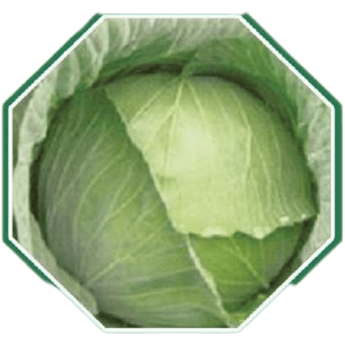 CABBAGE