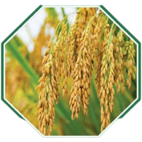 High-quality organic paddy seeds for sustainable farming