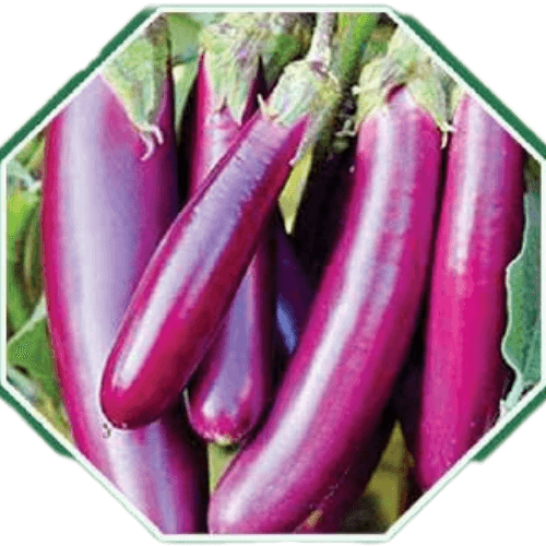 High-quality organic brinjal seeds for home gardens