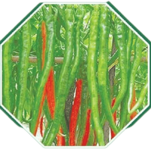 High-quality organic chilly seeds for home gardening