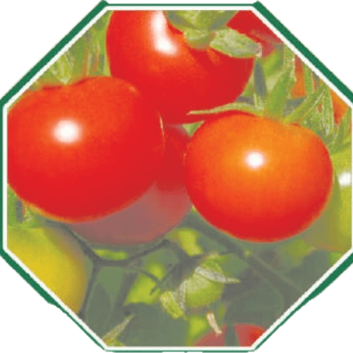 Premium organic tomato seeds for healthy gardening