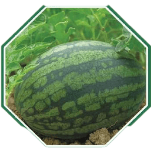 Premium organic watermelon seeds for home gardens