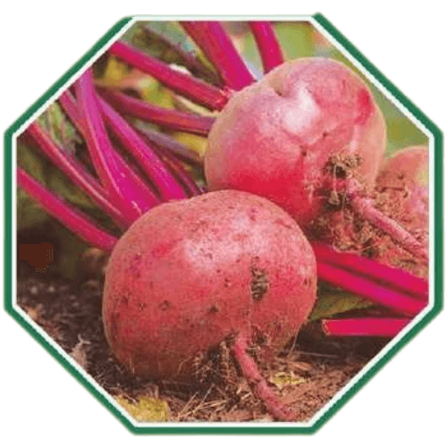 High-quality organic beetroot seeds for healthy farming