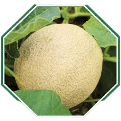 MUSKMELON