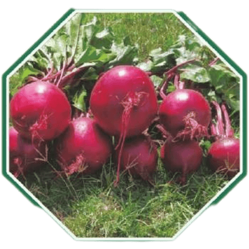 High-quality organic beetroot seeds for healthy farming