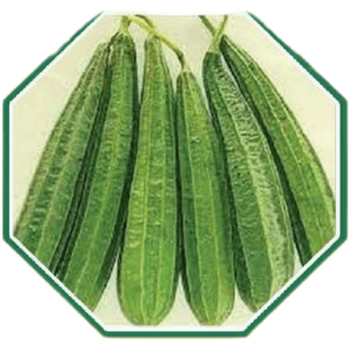 Premium organic sponge gourd seeds for healthy farming