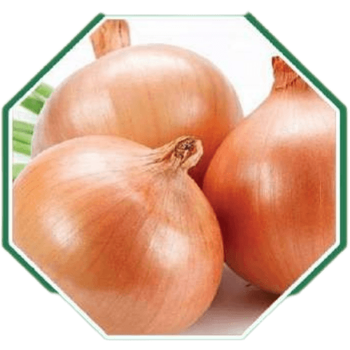 Premium organic onion seeds for home gardening