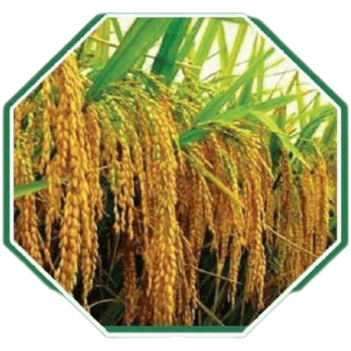 High-quality organic paddy seeds for sustainable farming