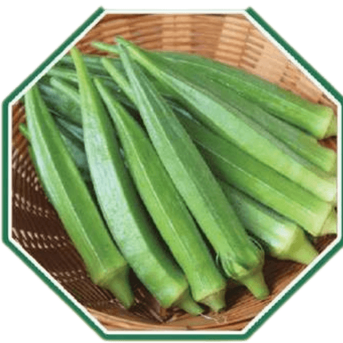 High-quality organic okra seeds for home gardening