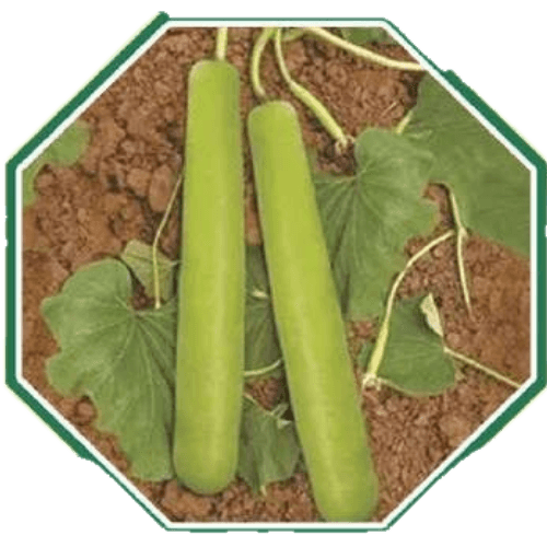 Premium organic bottle gourd seeds for home gardens