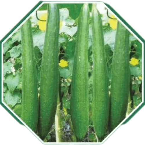 Premium organic sponge gourd seeds for healthy farming