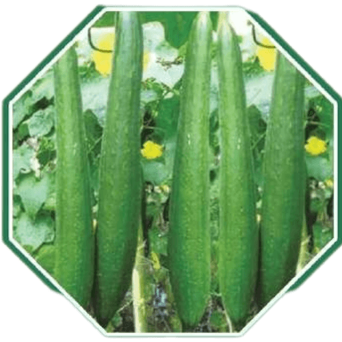 Premium organic sponge gourd seeds for healthy farming