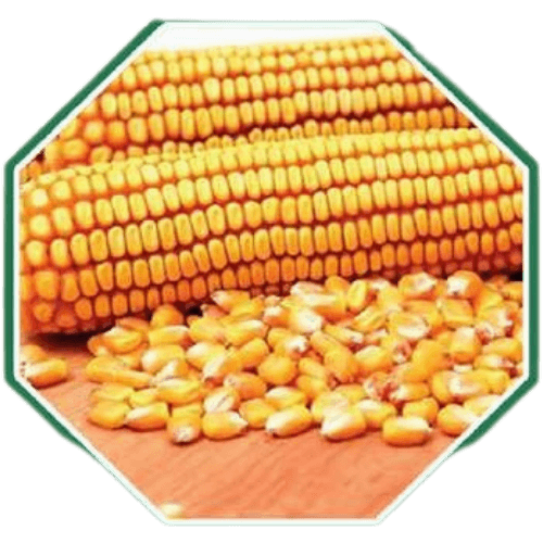 Premium organic maize seeds for healthy farming